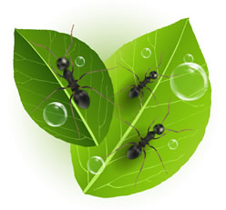 ants-on-leaves